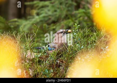 A closeup of a curious Eurasian jay, Garrulus glandarius holding ripe acorn between beak in mixed Estonian forest during autumn. Stock Photo