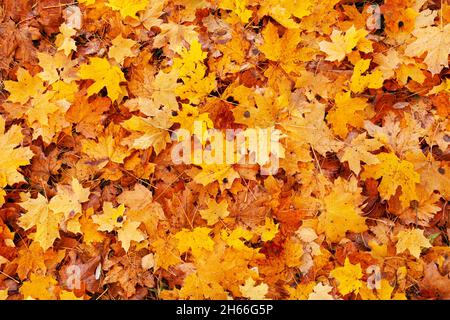 Fallen Norway maple, Acer platanoides leaves during autumn foliage in Estonia, Northern Europe. Stock Photo