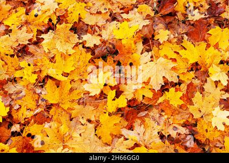 Fallen Norway maple, Acer platanoides leaves during autumn foliage in Estonia, Northern Europe. Stock Photo