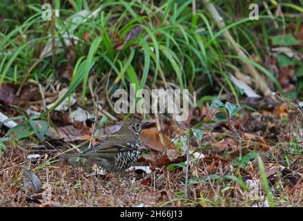 Long-tailed Thrush (Zoothera dixoni) adult foraging at edge of track Eaglenest Wildlife Sanctuary, Arunachal Pradesh, India     January Stock Photo