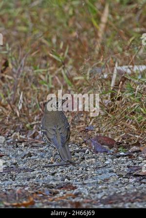 Long-tailed Thrush (Zoothera dixoni) adult standing at edge of track Eaglenest Wildlife Sanctuary, Arunachal Pradesh, India     January Stock Photo