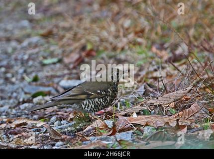 Long-tailed Thrush (Zoothera dixoni) adult standing at edge of track with food in bill Eaglenest Wildlife Sanctuary, Arunachal Pradesh, India     Janu Stock Photo