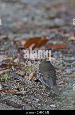 Long-tailed Thrush (Zoothera dixoni) adult standing at edge of track Eaglenest Wildlife Sanctuary, Arunachal Pradesh, India     January Stock Photo