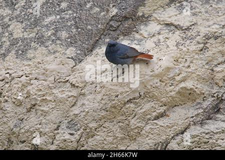 Plumbeous Water-redstart (Phoenicurus fuliginosus fulginiosus) adult male standing on rock  Nepal                    January Stock Photo