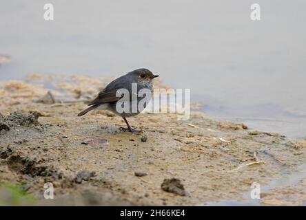 Plumbeous Water-redstart (Phoenicurus fuliginosus fulginiosus) female at waters edge  Nepal                    January Stock Photo