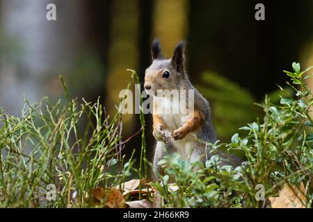 Eurasian red squirrel, Sciurus vulgaris standing in the middle of forest shrubs in Estonian boreal forest. Stock Photo