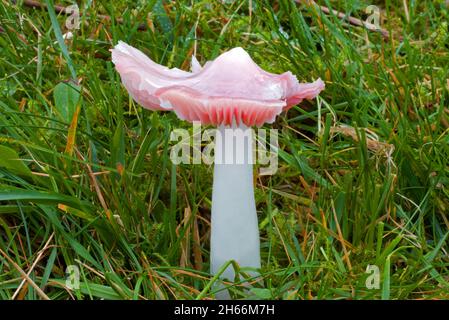 Porpolomopsis calyptriformis (pink waxcap) is a rare fungus of ancient, unimproved grasslands. This one was found in Nant Ffrancon in Snowdonia. Stock Photo