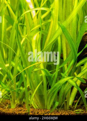 Vallisneria gigantea freshwater aquatic plants in a fish tank with blurred background Stock Photo