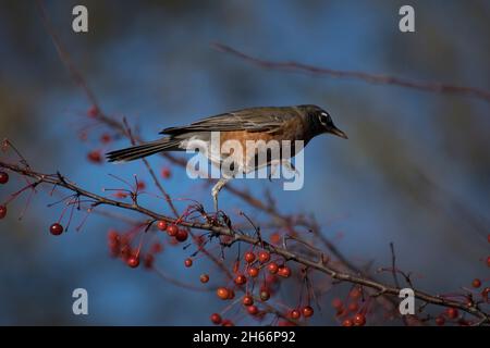 Northern Robin on berry branch Stock Photo