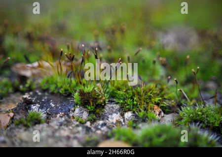 Wall screw moss (Tortula muralis), growing on top of a concrete wall. England, UK Stock Photo