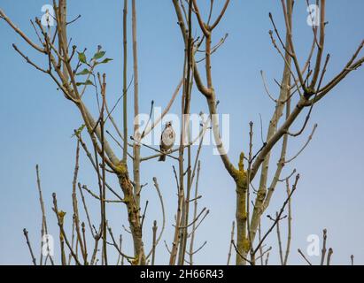a redwing (Turdus iliacus) perched in the top of a common hawthorn bush full with deep red berries Stock Photo