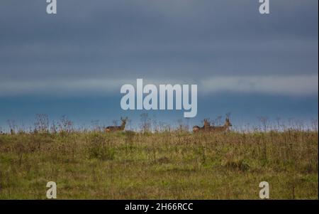 wild roe deer (Capreolus capreolus) on Salisbury Plain chalklands and meadows Wiltshire UK Stock Photo