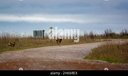 wild roe deer (Capreolus capreolus) in flight mode on Salisbury Plain chalklands and meadows Wiltshire UK Stock Photo