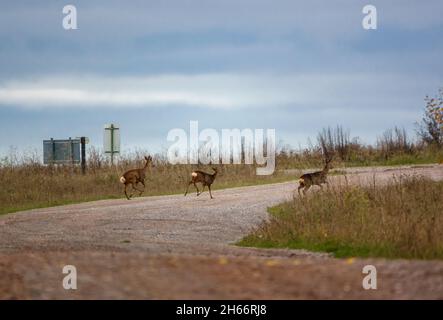 wild roe deer (Capreolus capreolus) in flight mode on Salisbury Plain chalklands and meadows Wiltshire UK Stock Photo