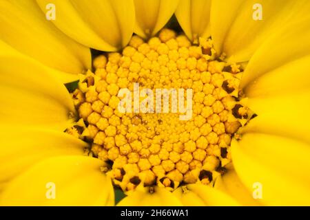 Close-up of center of big yellow Calendula flower Stock Photo