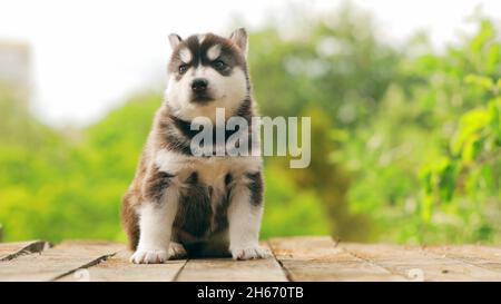 Four-week-old Husky Puppy Of White-gray-black Color Walking On Wooden Ground. 4K Stock Photo