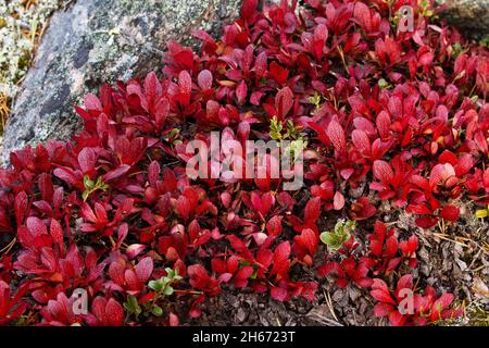 A carpet of vibrant red Alpine bearberry, Arctous alpina during autumn foliage in Finnish Lapland, Northern Europe. Stock Photo