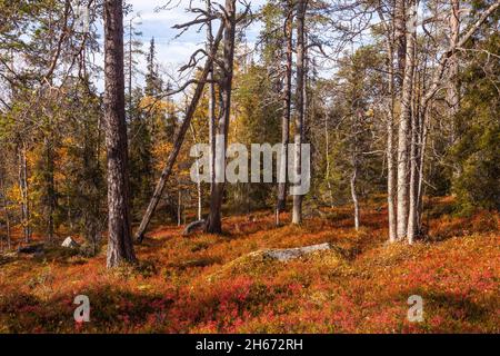 An autumnal old-growth taiga forest with warm and colorful forest floor during fall foliage in Northern Finland near Salla. Stock Photo