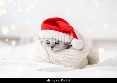 Christmas cat card Little curious funny striped Scottish fold kitten in Christmas red Santa hat on white bed at home Stock Photo