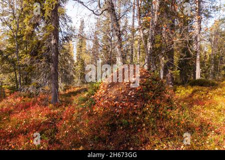 An autumnal old-growth taiga forest with colorful forest floor during fall  foliage in Northern Finland near Salla Stock Photo - Alamy