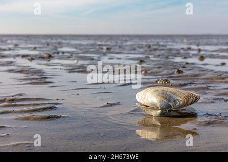 sand gaper in the Wadden Sea in Cuxhaven, Germany Stock Photo