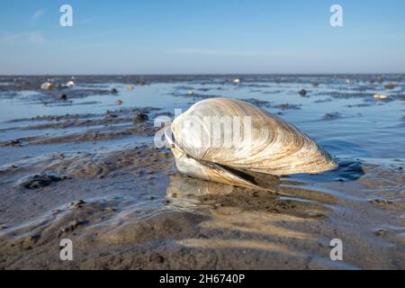 sand gaper in the Wadden Sea in Cuxhaven, Germany Stock Photo