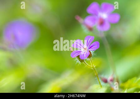 Closeup of the Geranium robertianum flower, known as herb-Robert, red robin, death come quickly, fox geranium, stinking Bob, squinter-pip, crow's foot Stock Photo