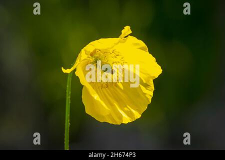 Closeup of a Oenothera glazioviana yellow flower blooming. Stock Photo