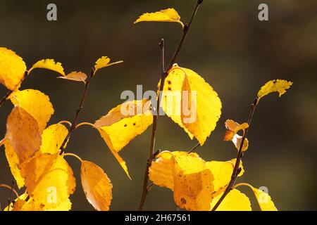 Closeup of morning light shining through Silver birch, Betula pendula leaves during autumn foliage in Finland Stock Photo