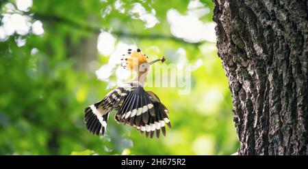 Beautiful Hoopoe carries food to the female nest, the best photo. Stock Photo