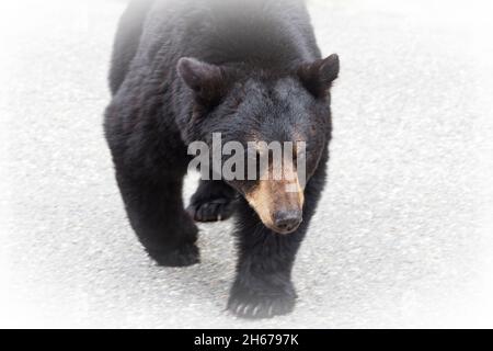 Black bear walking towards camera, white background Stock Photo