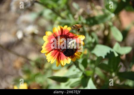 Large format close up of two different endangered wild bees pollinating the same Gaillardia daisy.  Note the Honey bee flying in mid air. Stock Photo