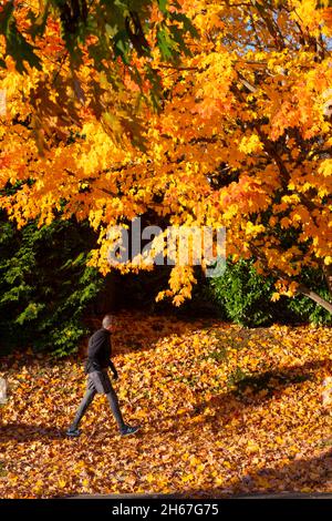 Garrett Park Maryland MD autumn maple leaves turning yellow in the fall Man walking to get exercise Stock Photo