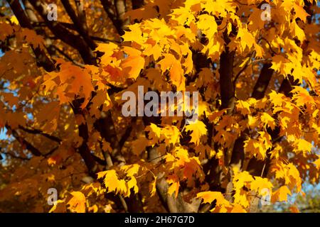 Garrett Park Maryland MD autumn maple leaves turning yellow in the fall Stock Photo