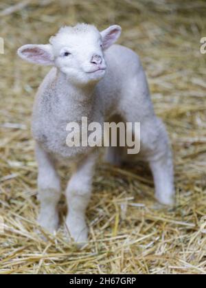 Lamb standing inside animal pen. Farm in Santa Clara County, California, USA. Stock Photo