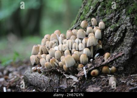 Glistening inkcap, Coprinellus micaceus, mushrooms in various stages of growth at the base of a tree with a blurred woodland background. Stock Photo