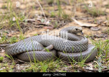 Australian Highly Venomous Eastern Brown Snake Stock Photo