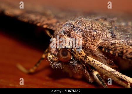 Brown evening moth (Gellonia dejectaria) Stock Photo