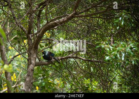 A tui bird perched on a branch in a forest in New Zealand Stock Photo