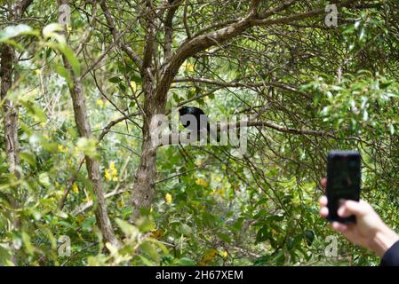 A person taking a pictute of a tui bird perched on a branch in a forest in New Zealand Stock Photo