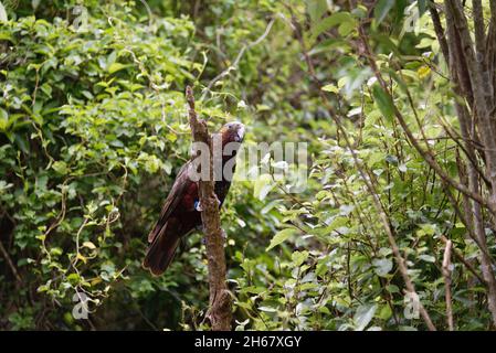 A native New Zealand bird, the Kaka, perched on a branch Stock Photo