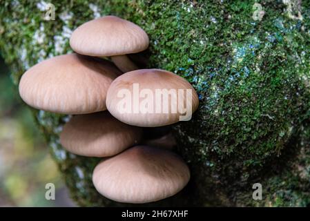 Wild mushrooms growing on a moss covered tree in New Zealand Stock Photo