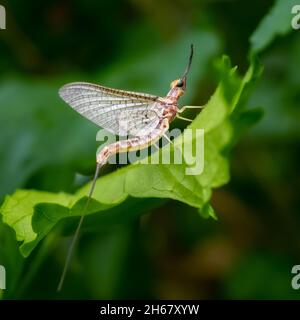 Mayfly (Ephemeroptera) macro, at rest on a leaf in the summer afternoon sun. Stock Photo