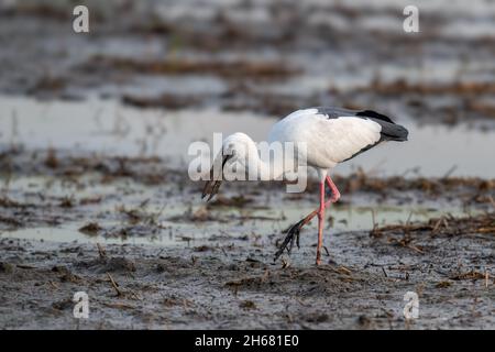 The Asian openbill or Asian openbill stork (Anastomus oscitans) is a large wading bird in the stork family Ciconiidae. Stock Photo