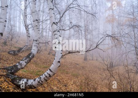 Birch grove in the early autumn morning in the fog. White curved tree trunks and the remains of yellow foliage on branches. Dry leaves on the ground Stock Photo