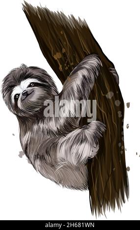 sloth drawing realistic