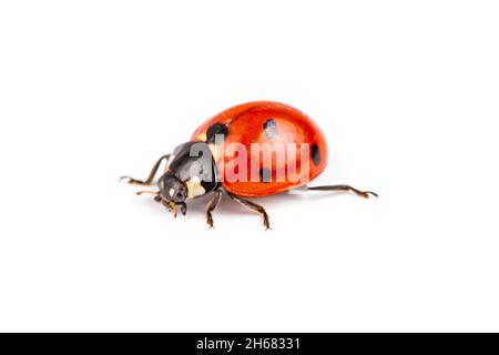 Seven-spot ladybird, Coccinella septempunctata, macro photography, extreme close up photography, isolated on white background Stock Photo