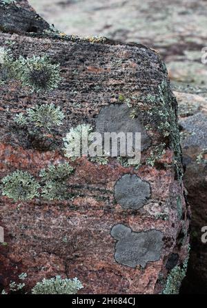 A closeup of lichen and moss on a glacial erratic rock in Ontario Stock Photo