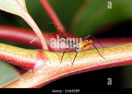 Common Assassin Bug, Pristhesancus plagipennis. Instar or Nymph. Coffs Harbour, NSW, Australia Stock Photo