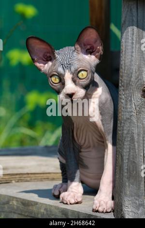 Pretty Canadian Sphynx cat of blue and white color of 4 month old sitting on high wooden play area of cattery on sunny day, looking at camera Stock Photo